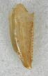 Serrated Raptor Tooth From Morocco - #22511-1